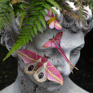 💫New💫 'Blush' Pink Moth Set