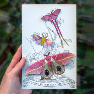 💫New💫 'Blush' Pink Moth Set