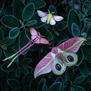 💫New💫 'Blush' Pink Moth Set