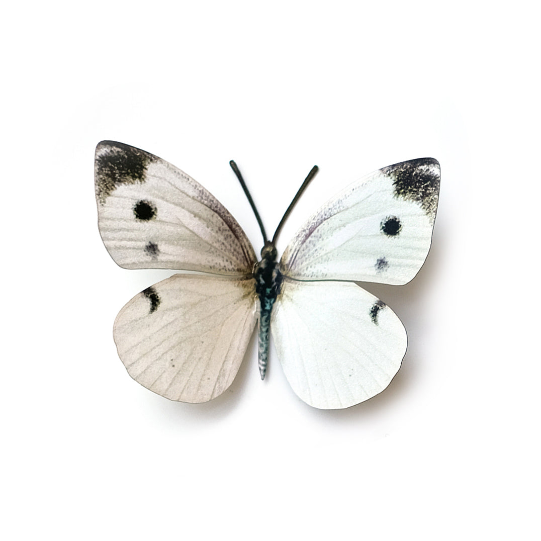 'Cabbage White' Butterfly