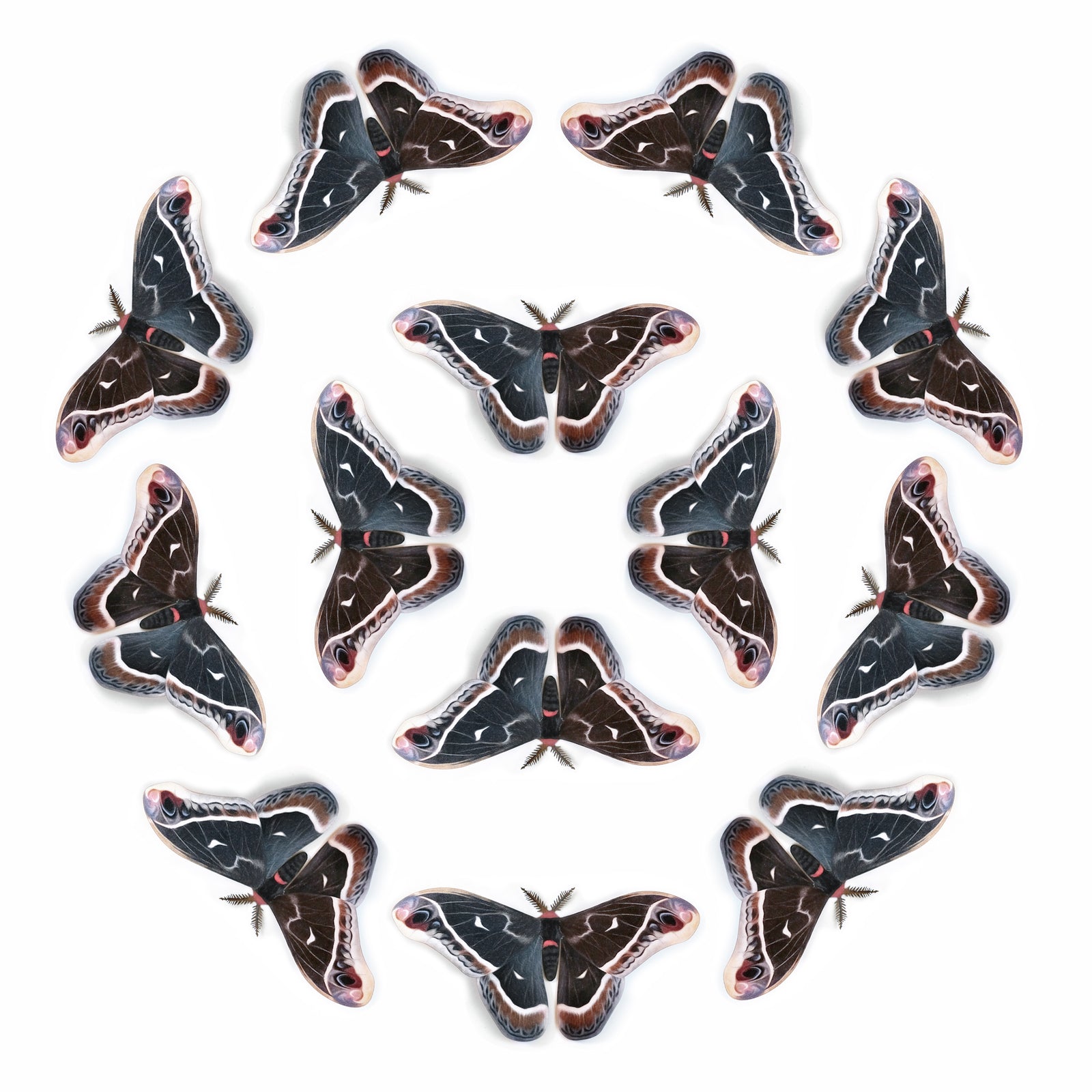 💫New!💫 'Female Calleta' Moth Multi-Pack