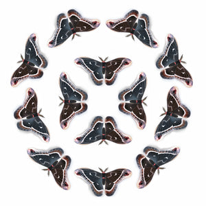 'Female Calleta' Moth Multi-Pack