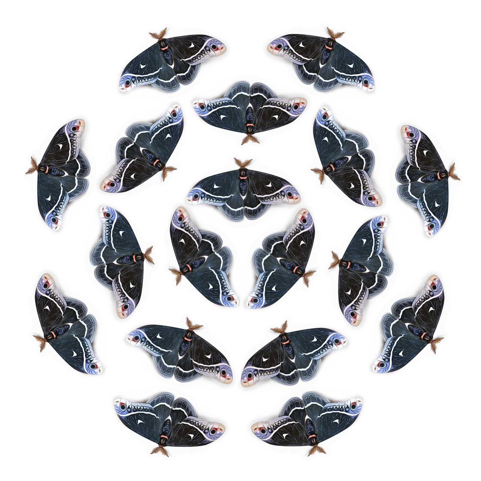 💫New!💫 'Male Calleta' Moth Multi-Pack
