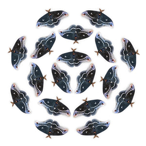 'Male Calleta' Moth Multi-Pack