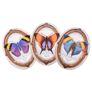 'Cottage' Butterfly Oval Greeting Cards - Set of 3