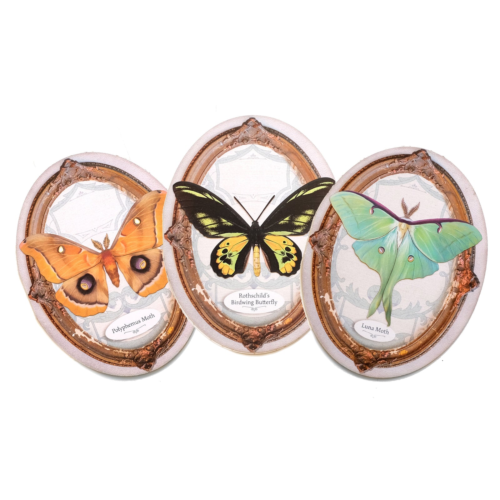 'Pavilion' Moth & Butterfly Oval Greeting Cards - Set of 3