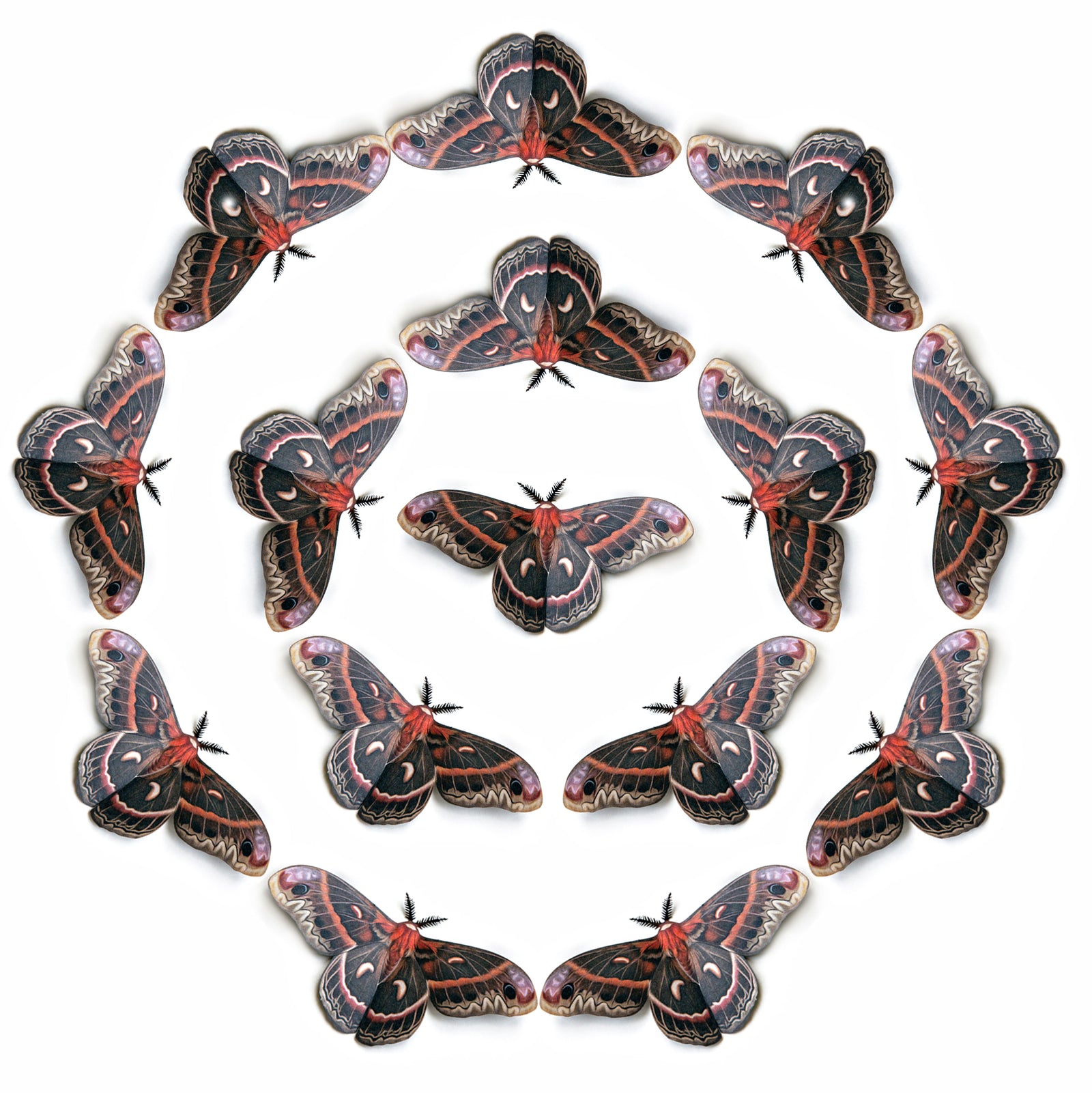 💫New!💫 'Female Cecropia' Moth Multi-Pack