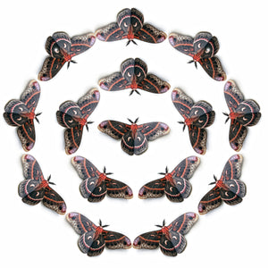 'Female Cecropia' Moth Multi-Pack