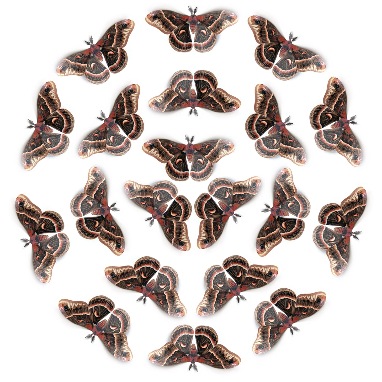 💫New!💫 'Male Cecropia' Moth Multi-Pack