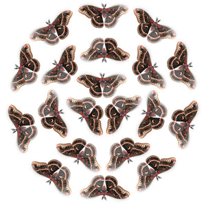 'Male Cecropia' Moth Multi-Pack