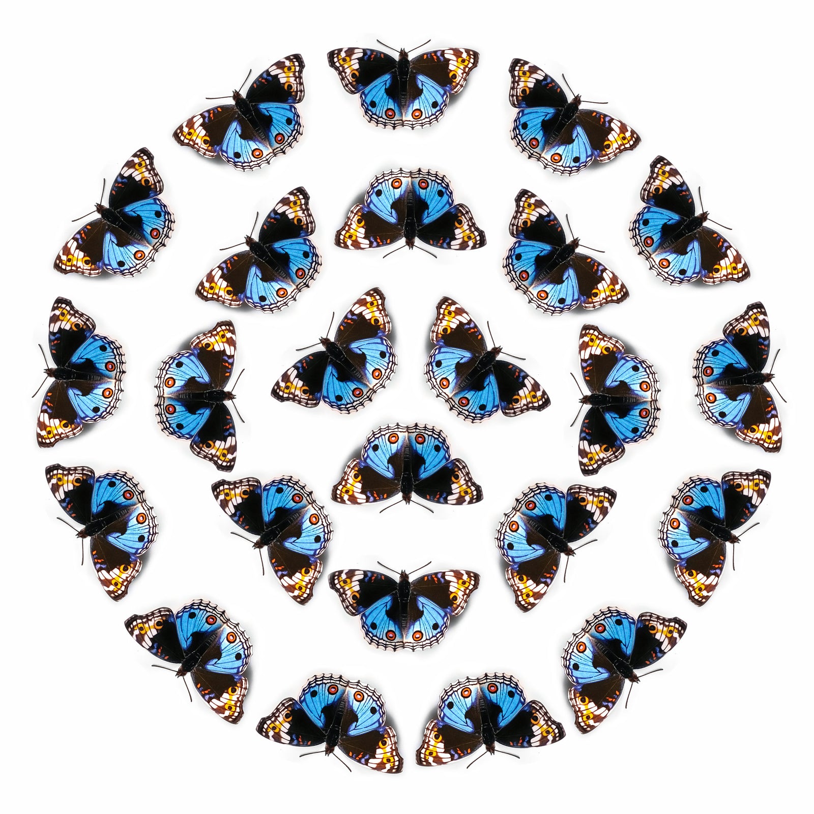 💫New!💫 'Celestial Blue Pansy' Butterfly Multi-Pack