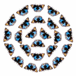 'Celestial Blue Pansy' Butterfly Multi-Pack