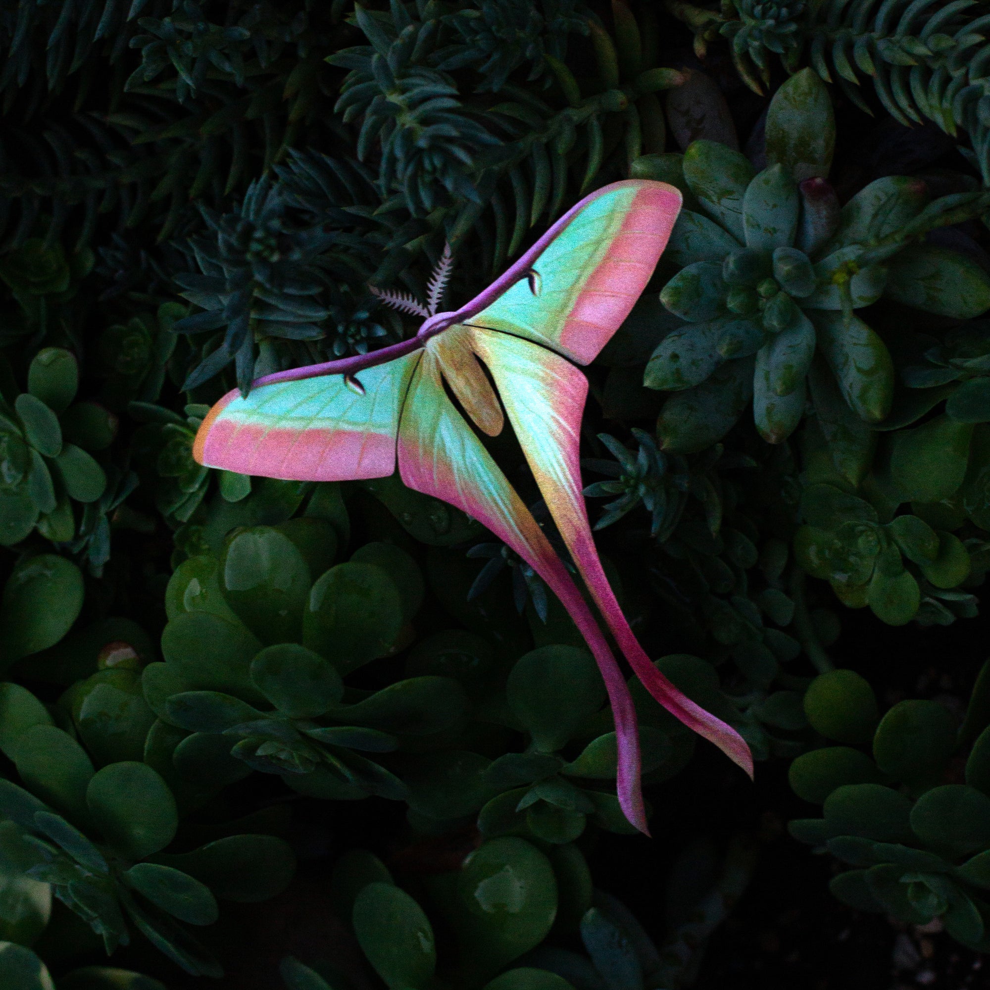 💫New💫 'Moonborn' Set