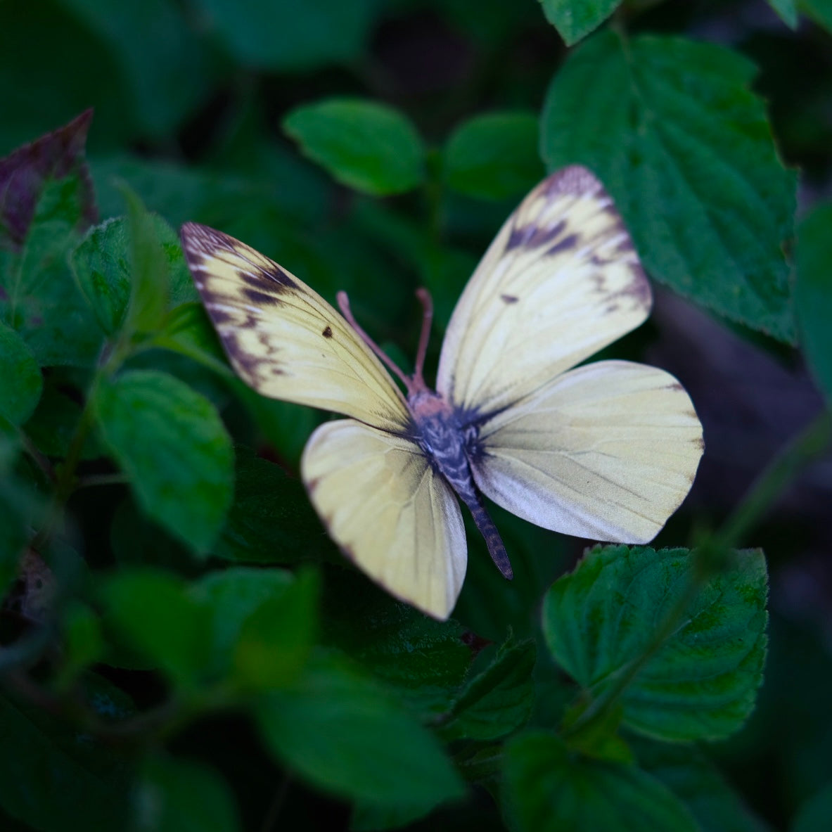 💫New💫'Great Lakes' Butterfly Set