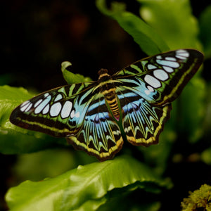'Quartz' Butterfly Set