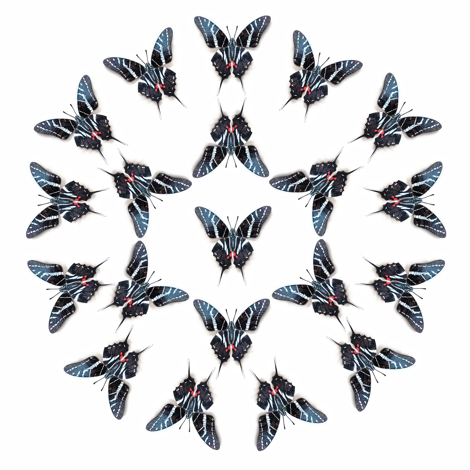 💫New!💫 'Dark Kite Swallowtail' Butterfly Multi-Pack
