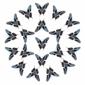 'Dark Kite Swallowtail' Butterfly Multi-Pack