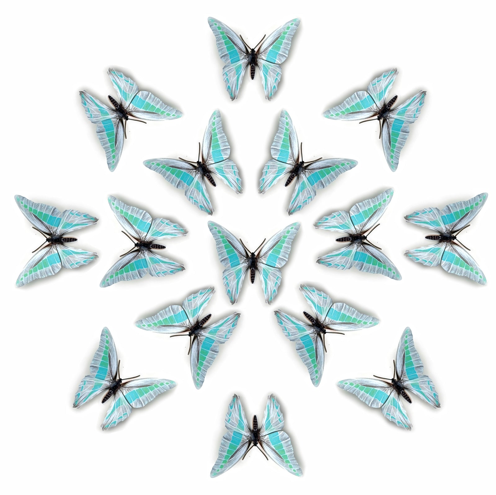 💫New!💫 'De-Scaled Common Bluebottle' Butterfly Multi-Pack