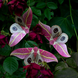 'Dognin’s Pink Bullseye' Moth