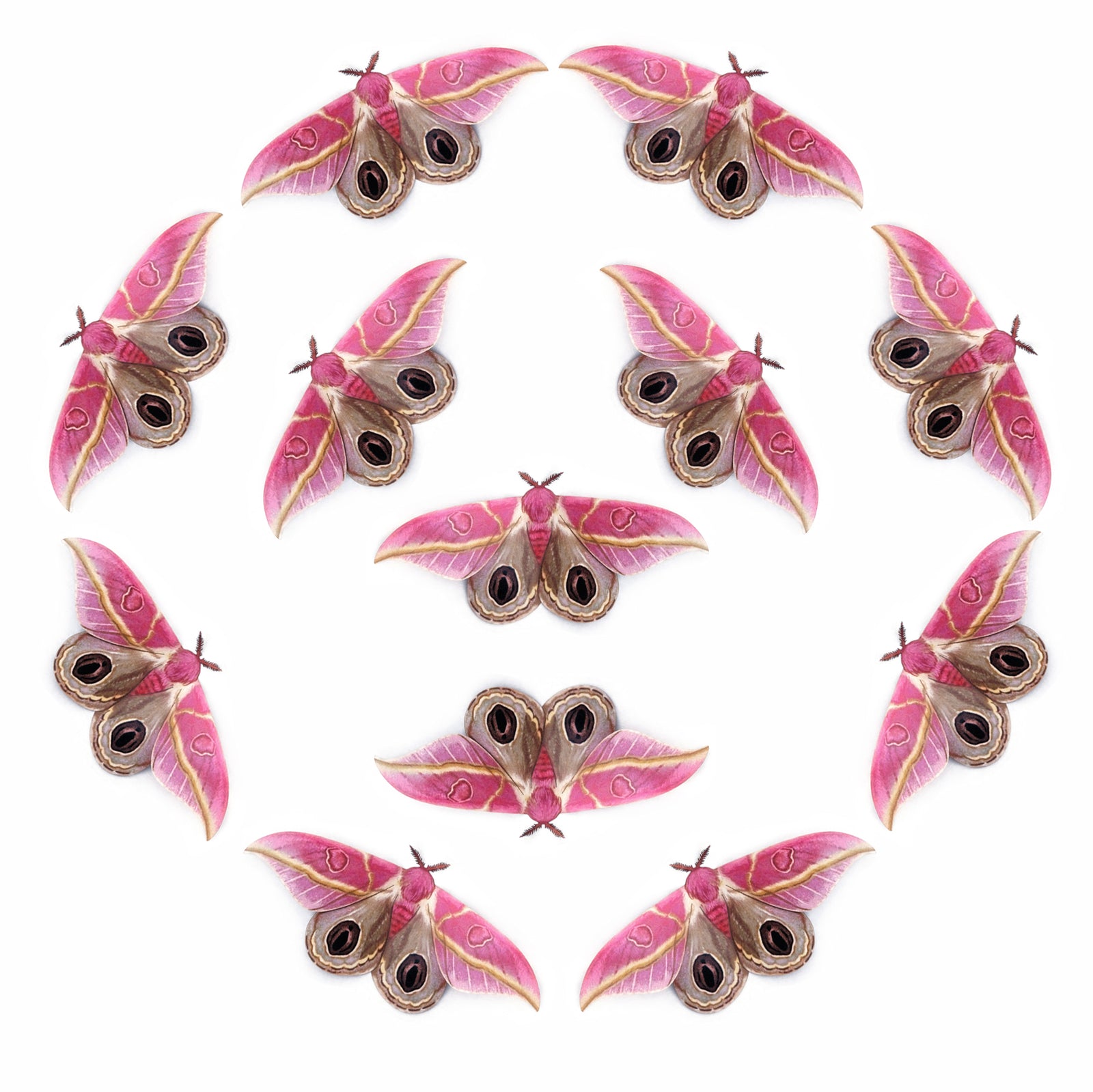 💫New!💫 'Dognin’s Pink Bullseye' Moth Multi-Pack