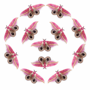 'Dognin’s Pink Bullseye' Moth Multi-Pack