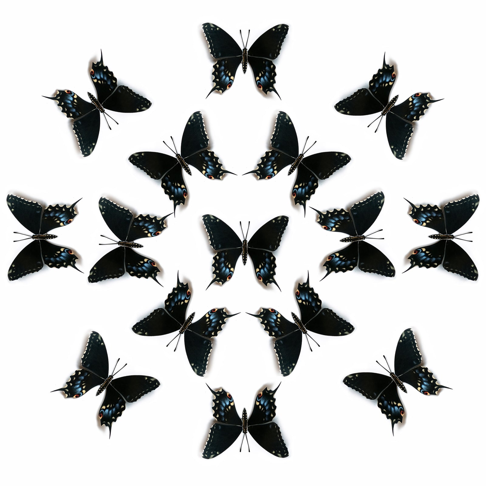 💫New!💫 'Eastern Black Swallowtail' Butterfly Multi-Pack