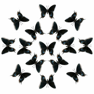 'Eastern Black Swallowtail' Butterfly Multi-Pack