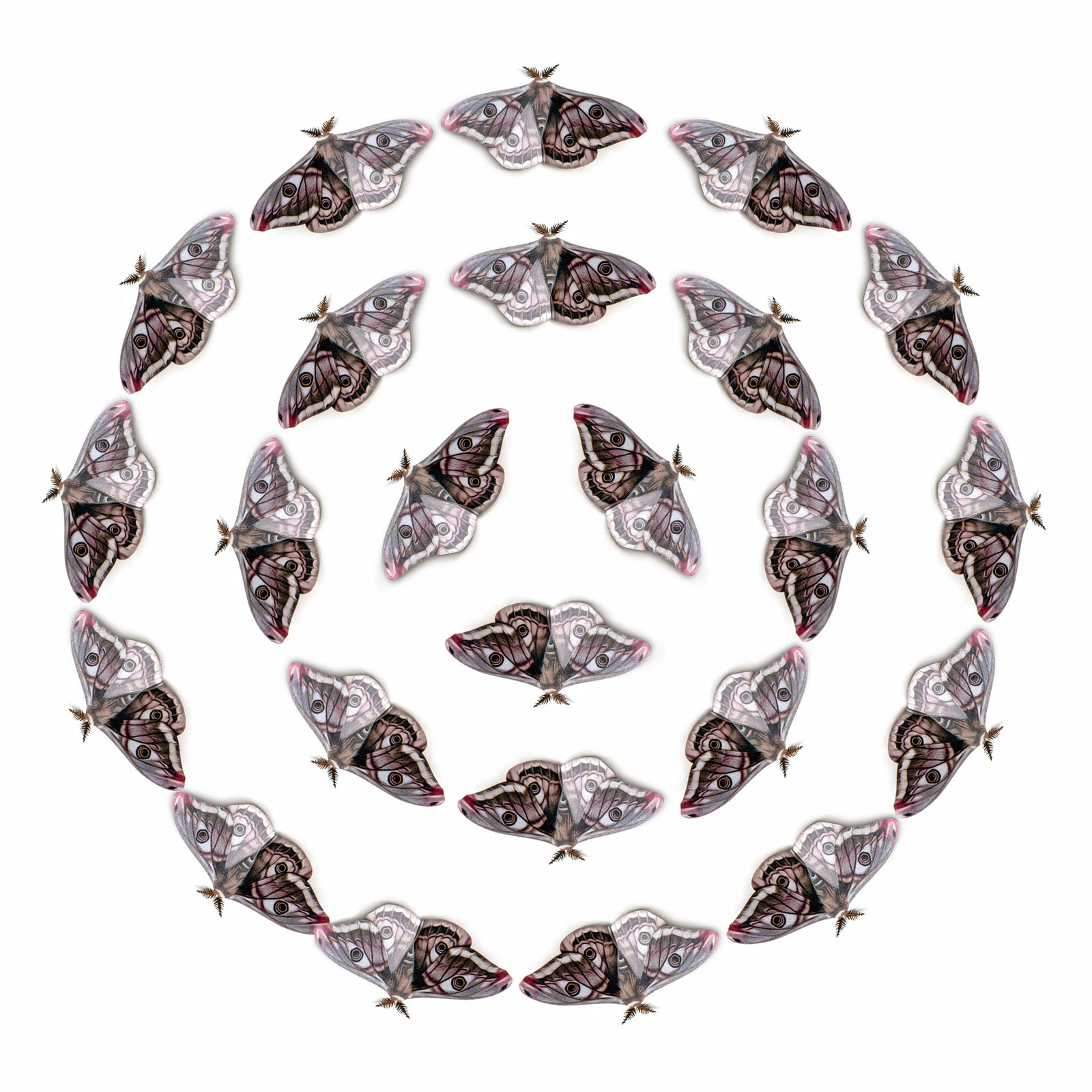 💫New!💫 'Emperor' Moth Multi-Pack
