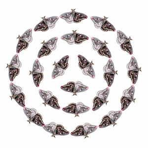 'Emperor' Moth Multi-Pack