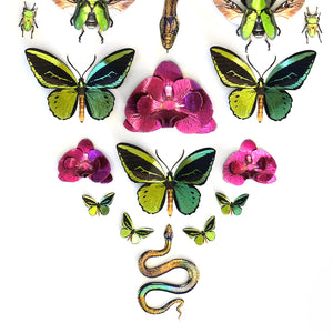 💫New💫 'Flash' Mini Birdwing Butterfly Set - Artist Wholesale