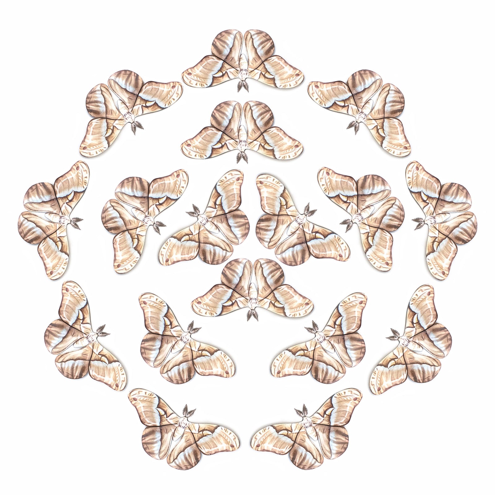 💫New!💫 'Faded Attacus' Moth Multi-Pack