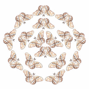 'Faded Attacus' Moth Multi-Pack