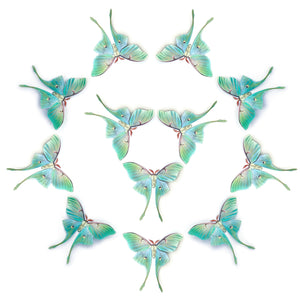 'Faerie-Tails Luna' Moth Multi-Pack