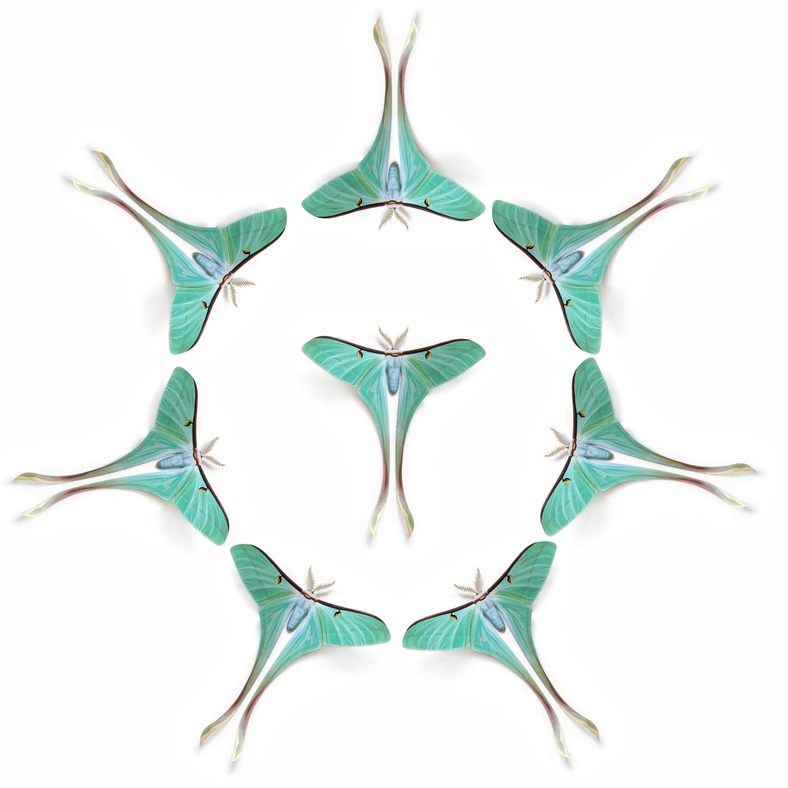 💫New!💫 Dubernardi 'Female Chinese Moon' Moth Multi-Pack