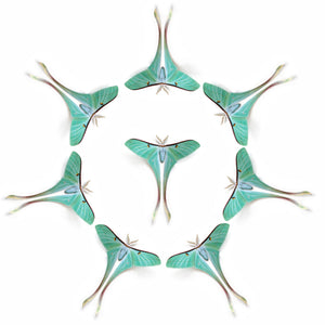 Dubernardi 'Female Chinese Moon' Moth Multi-Pack