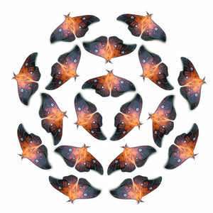 'Firey' Moth Multi-Pack