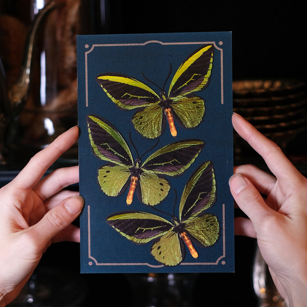 'Flourish' Birdwing Butterfly Set Artist Discount Moth & Myth