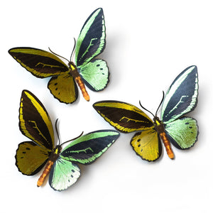 'Flourish' Birdwing Butterfly Set - Artist Discount