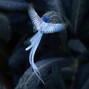 💫New💫 Asian Paradise Flycatcher 3 Piece Set - 'Feather & Flight'