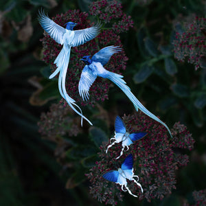 💫New💫 The Echo Collection - 'The Flutter & Flight Series'