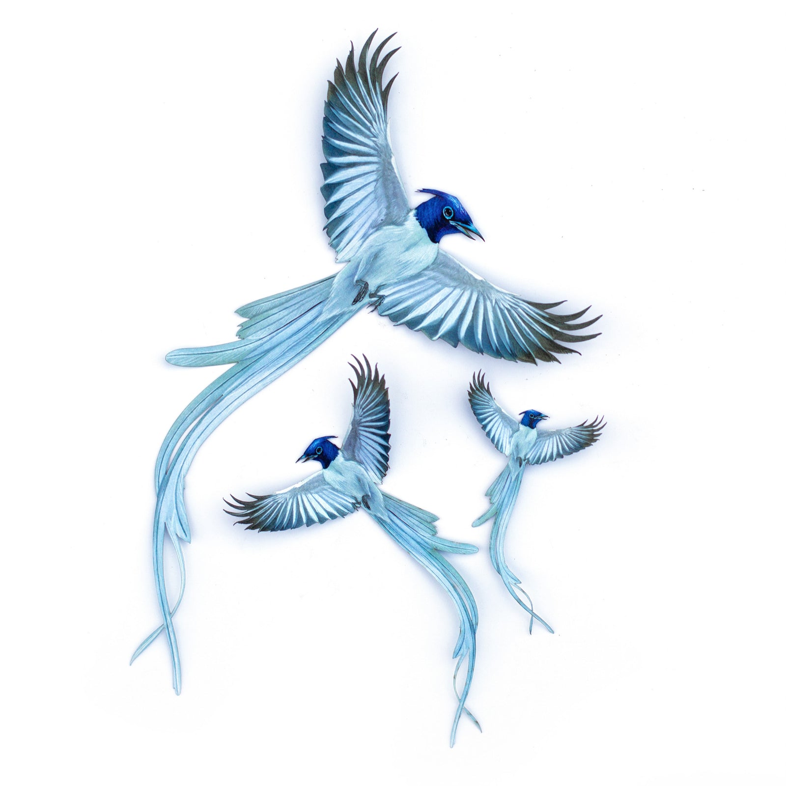 💫New💫 Asian Paradise Flycatcher 3 Piece Set - 'Feather & Flight'