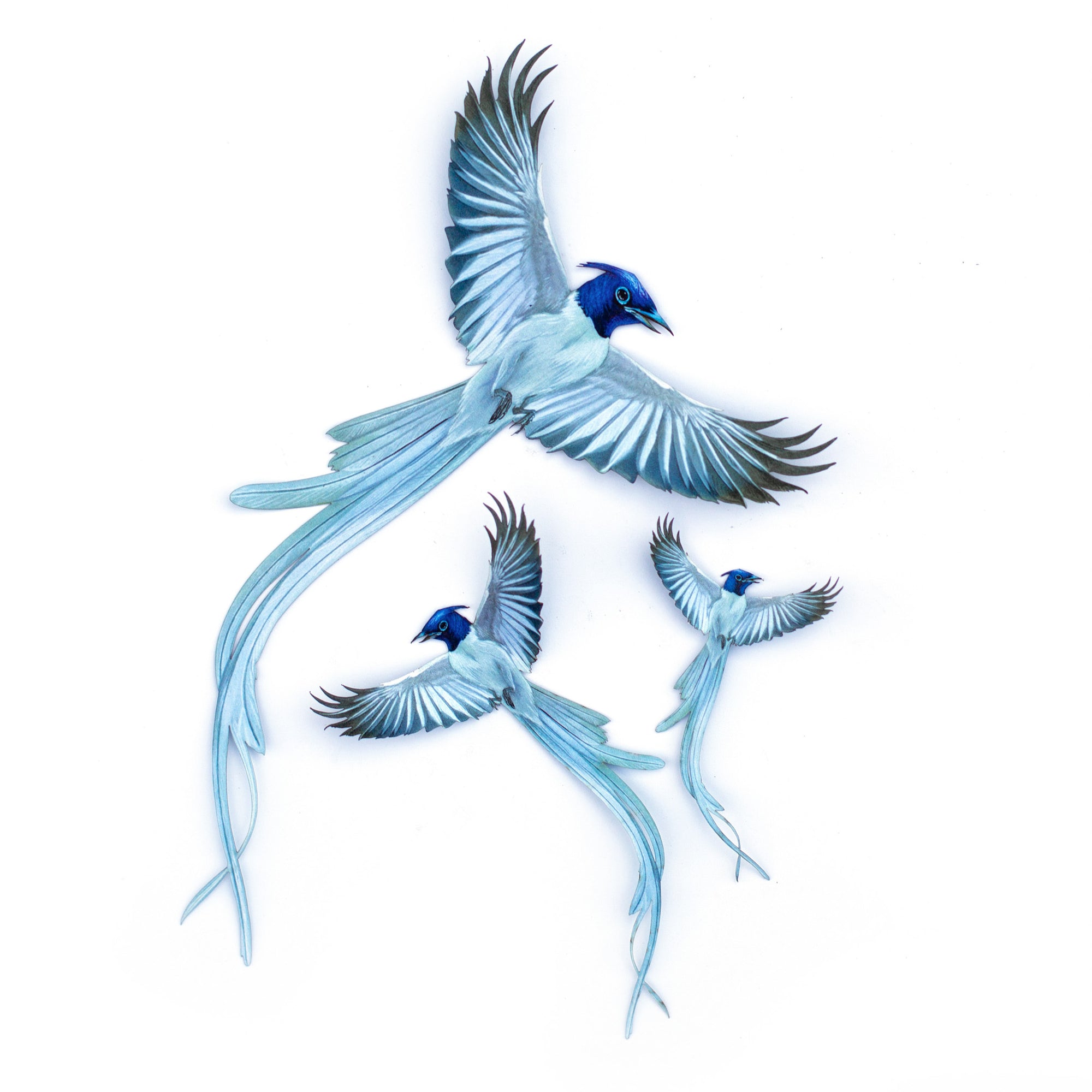 💫New💫 Asian Paradise Flycatcher 3 Piece Set - 'Feather & Flight'