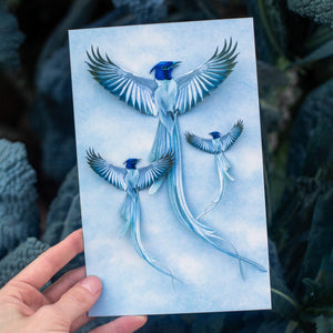 💫New💫 Asian Paradise Flycatcher 3 Piece Set - 'Feather & Flight'