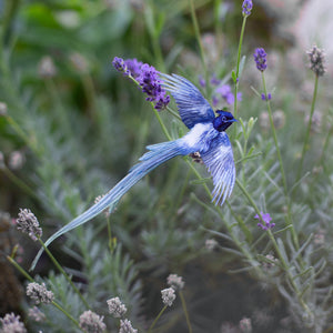 💫New💫 Fluffy Tit Butterfly & Asian Paradise Flycatcher - The Echo Collection - 'Flutter & Flight'