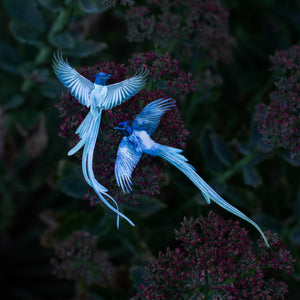 💫New💫 Asian Paradise Flycatcher 3 Piece Set - 'Feather & Flight'