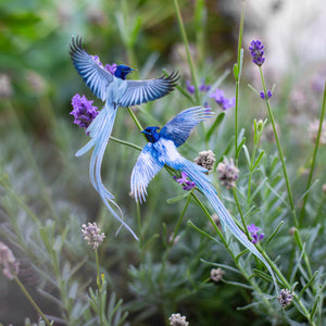 💫New💫 Fluffy Tit Butterfly & Asian Paradise Flycatcher - The Echo Collection - 'Flutter & Flight'
