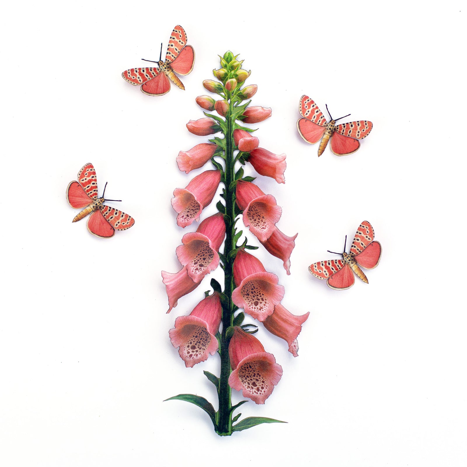 💫New💫 Ornate Bella Moth & Dalmatian Foxglove Set