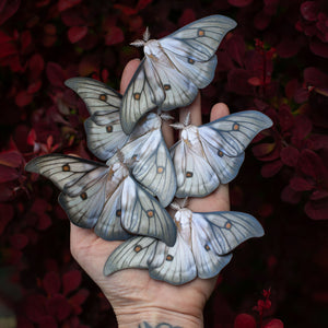 'Ghostly Silk' Moth Multi-Pack