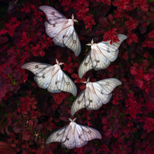 'Ghostly Silk' Moth Multi-Pack