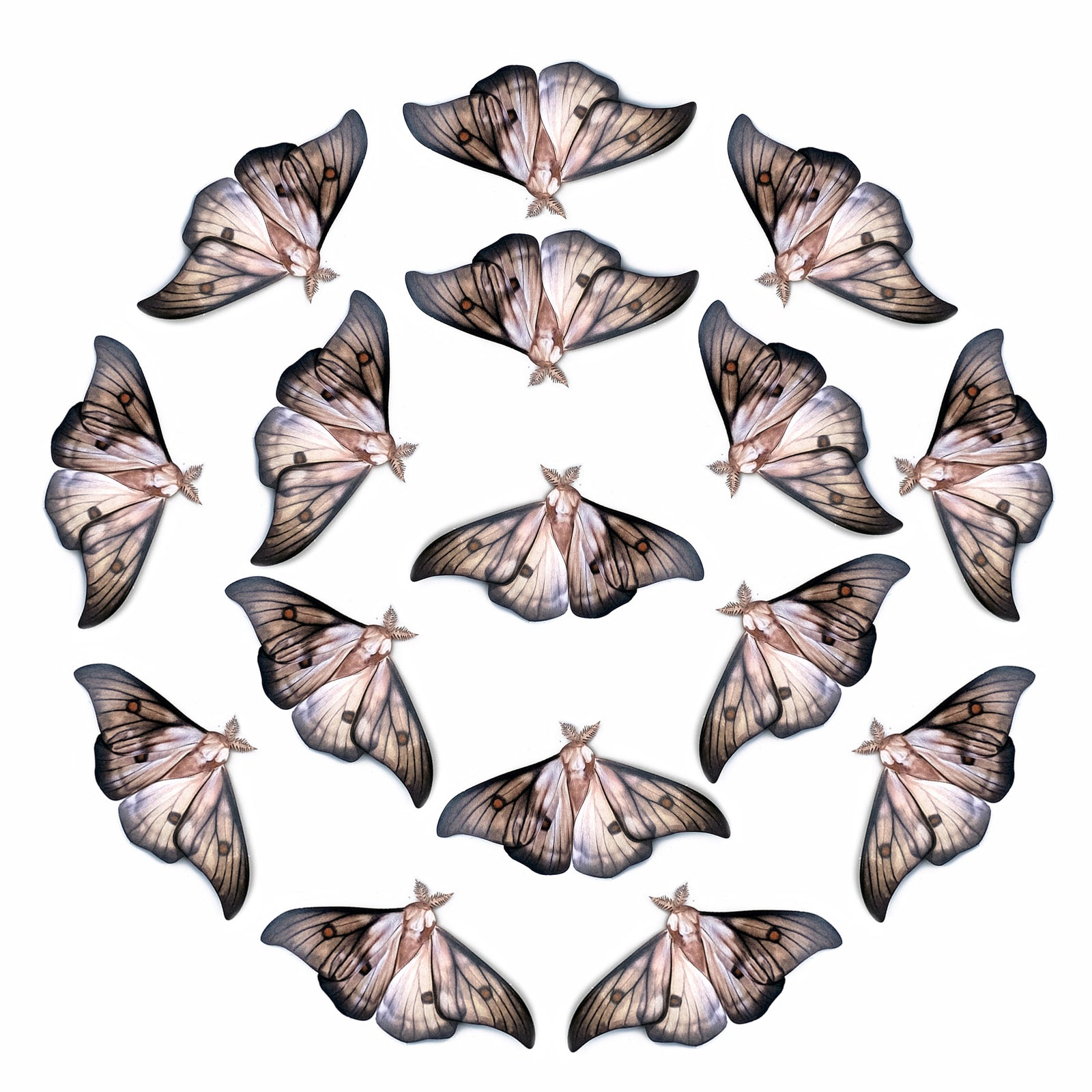 💫New!💫 'Ghostly Silk' Moth Multi-Pack
